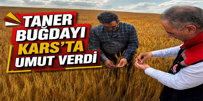 Kars'ta Buğdayda Yüksek Verim Umudu