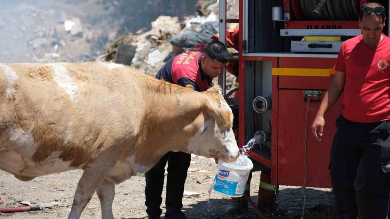 Yangın bölgesinde susayan ineklere temiz can suyu