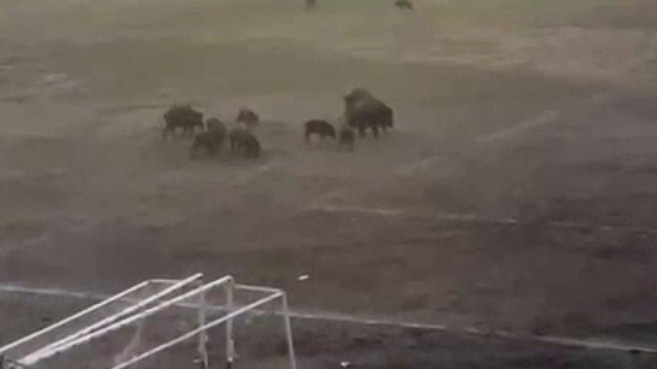 Milas’ta yaban domuzları futbol sahasını mesken tuttu