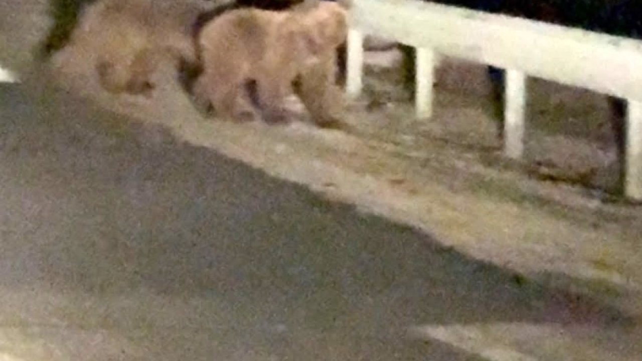 Gece sürprizi: İki ayı yavrusu kamerada