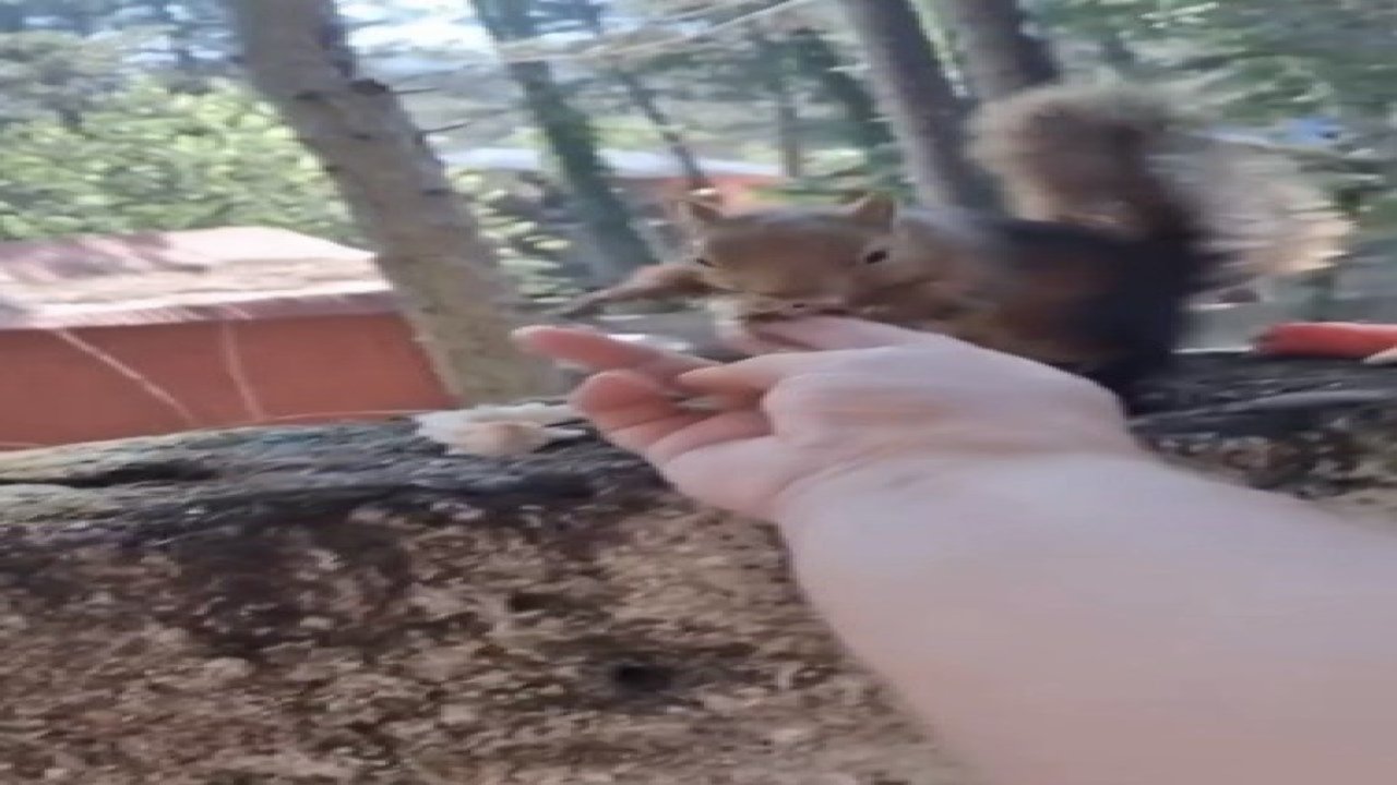 Osmaniye’de vatandaşın eliyle beslediği sincap ilgi odağı oldu