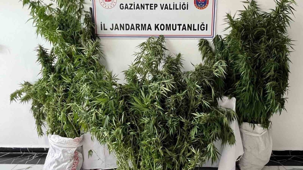 Gaziantep’te 215 kök kenevir ele geçirildi: 1 gözaltı