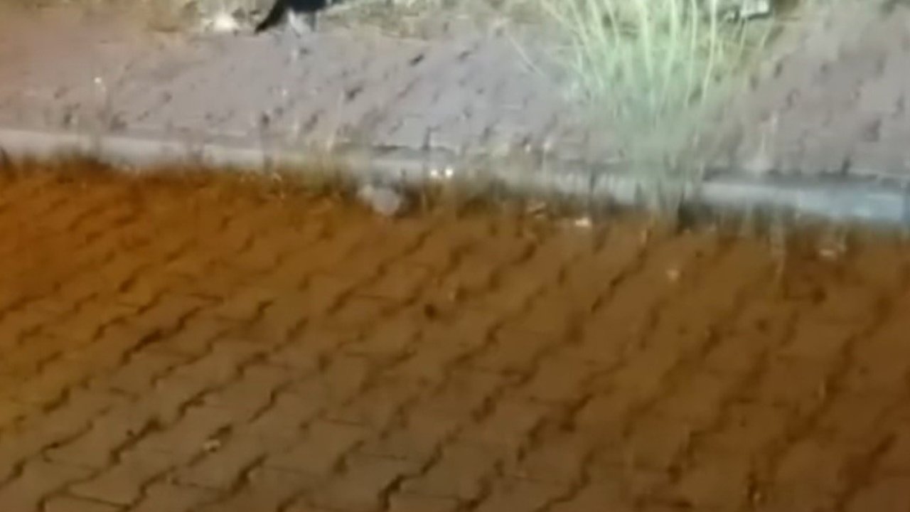 Elazığ’da kedi ile yılanın mücadelesi kamerada