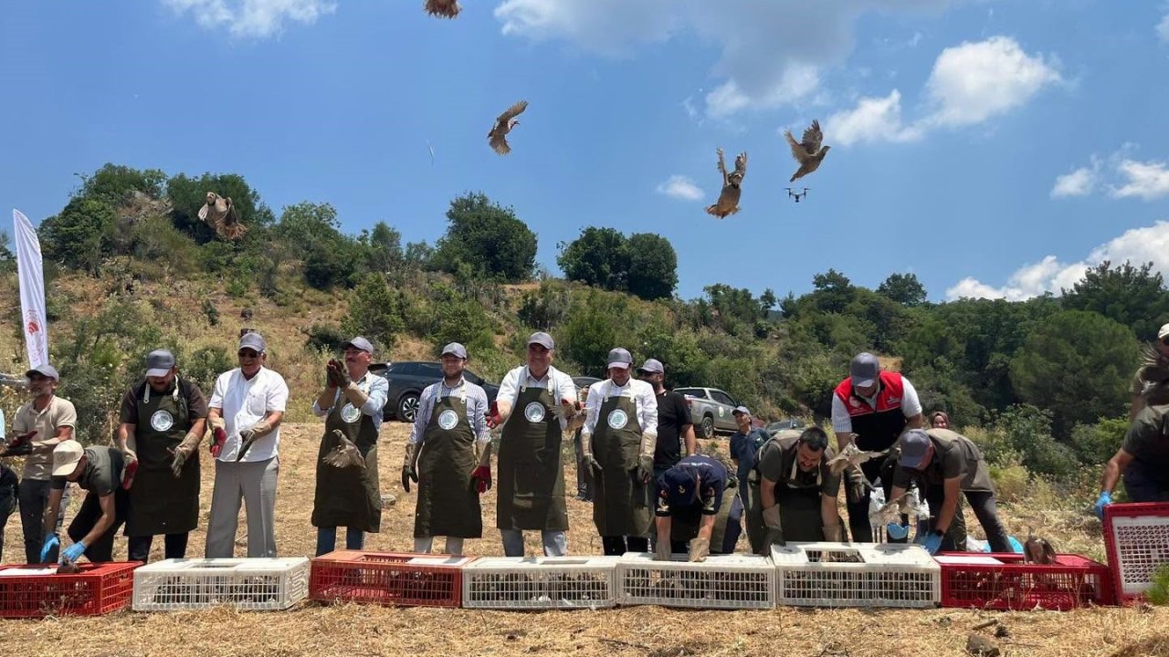 Havran’da keklikler doğal yaşam alanlarına bırakıldı