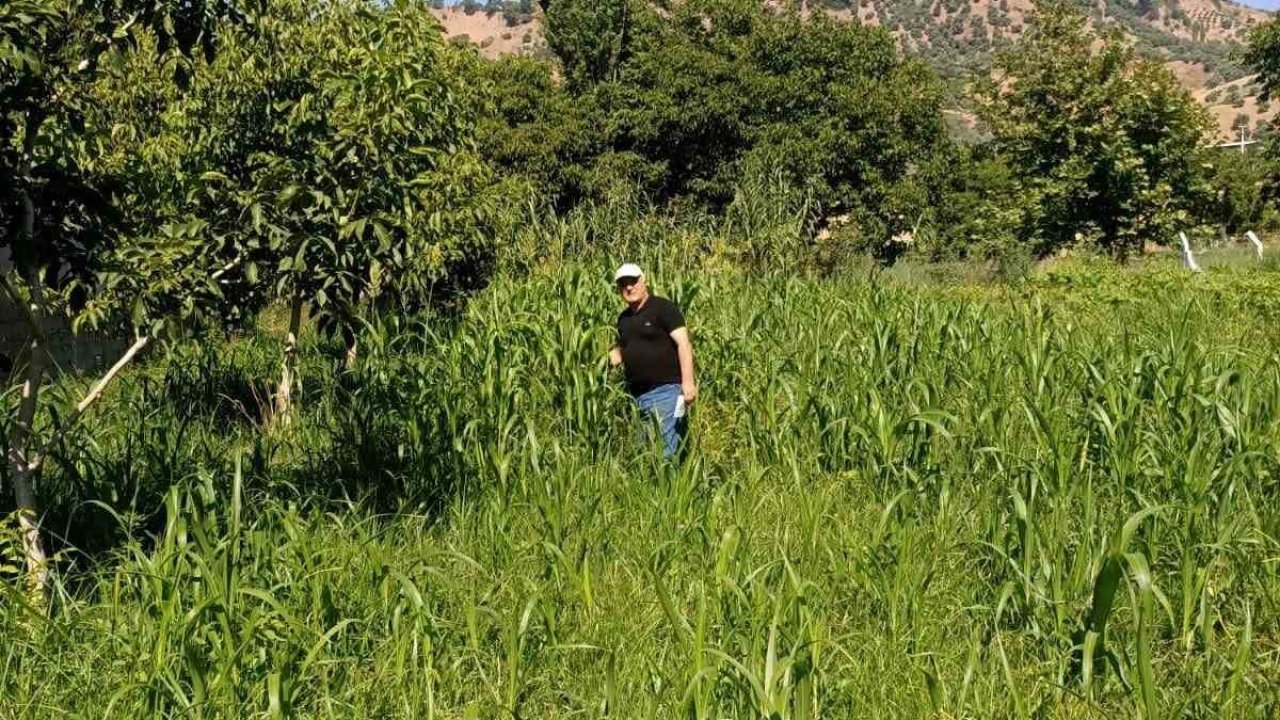 Aydın’da sorgum otu ekili alanlar kontrol edildi