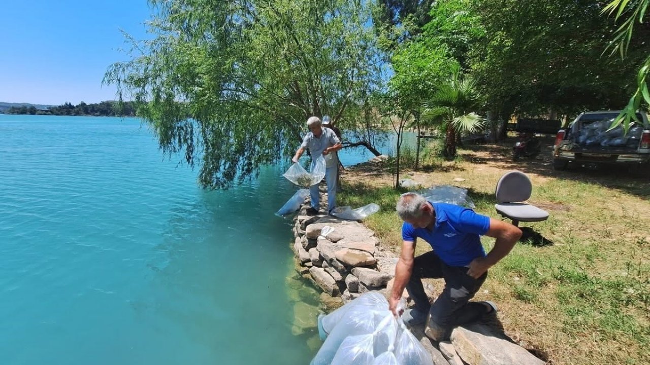 Manavgat’ta 400 bin balık yavrusu baraj gölünde bırakıldı