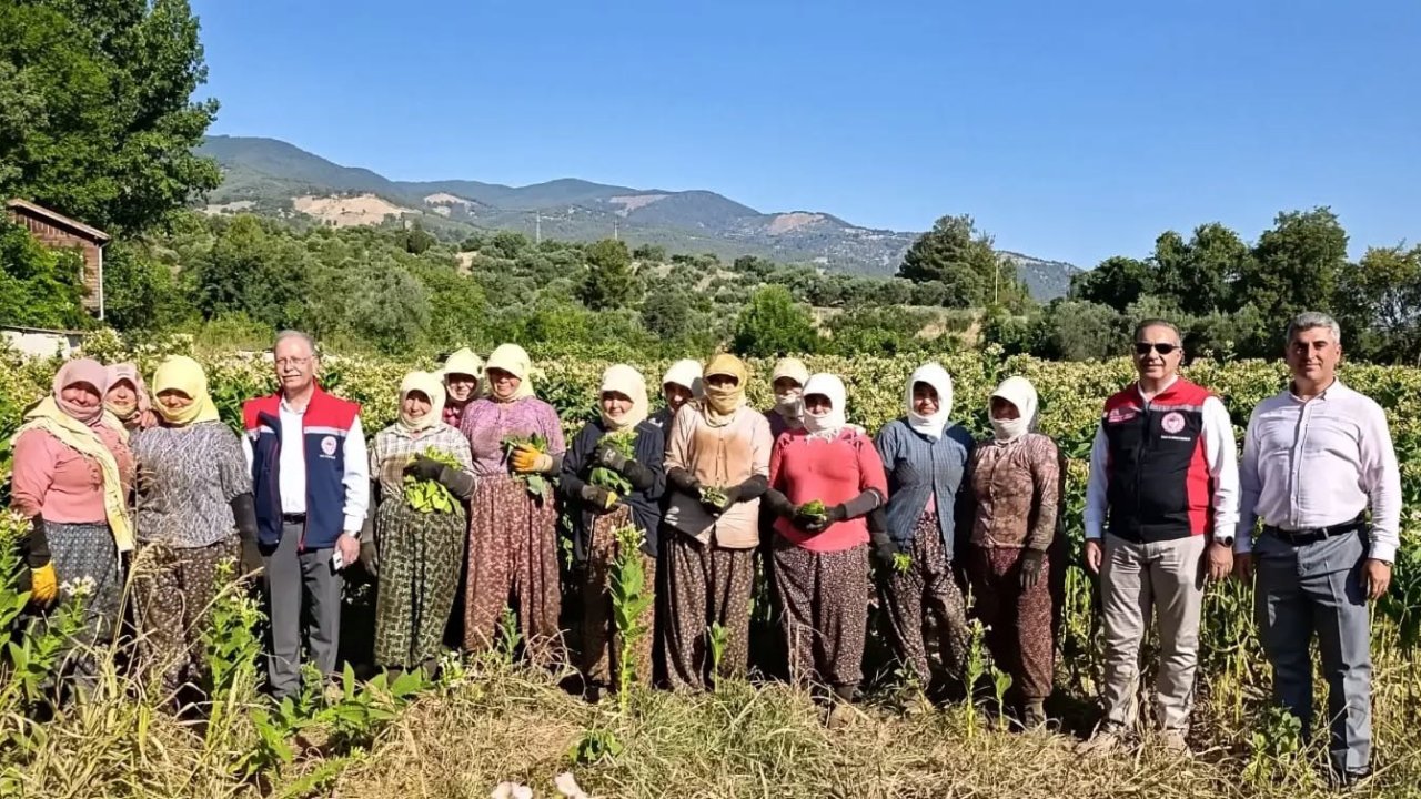 Aydın’da tütün üretiminin merkezi Karacasu’da kırım başladı