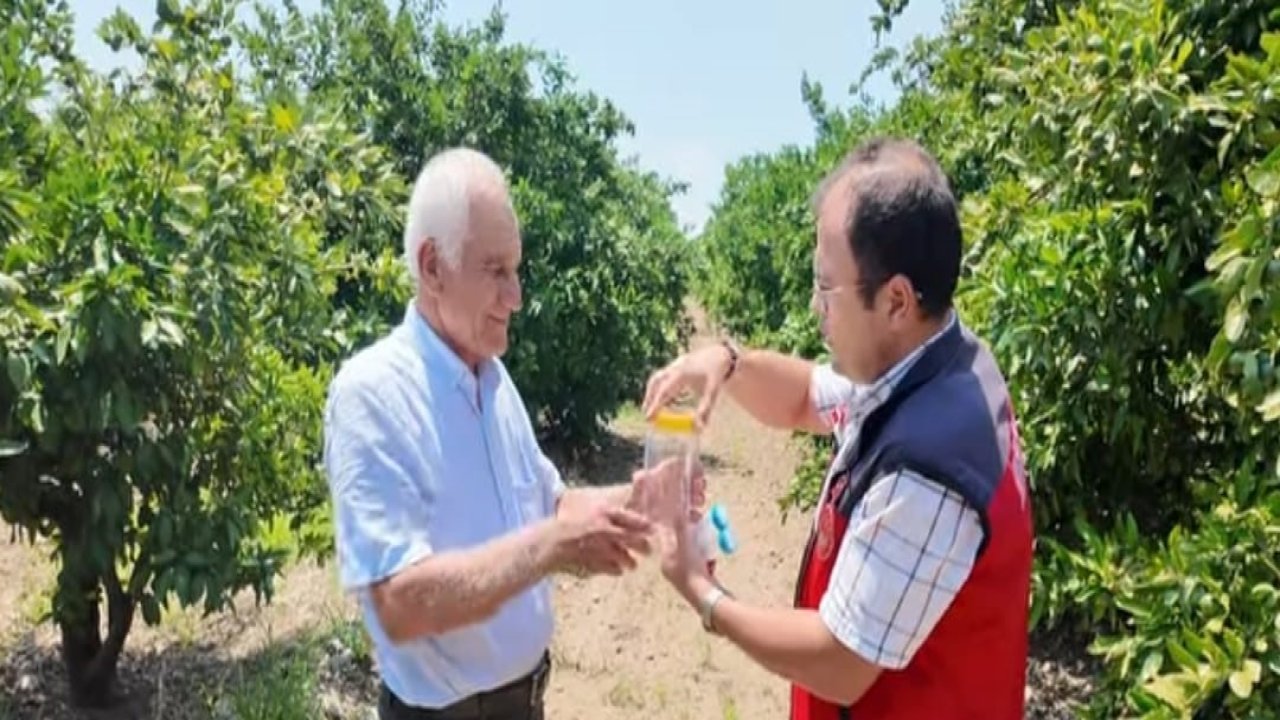 Andırın’da faydalı böcek ile doğal mücadele