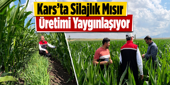 Kars’ta Silajlık Mısır Üretimi Yaygınlaşıyor