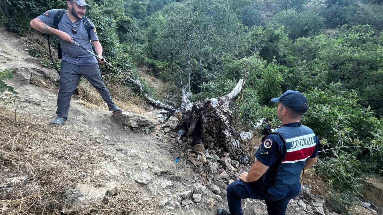 Ağaç yangını korkuttu