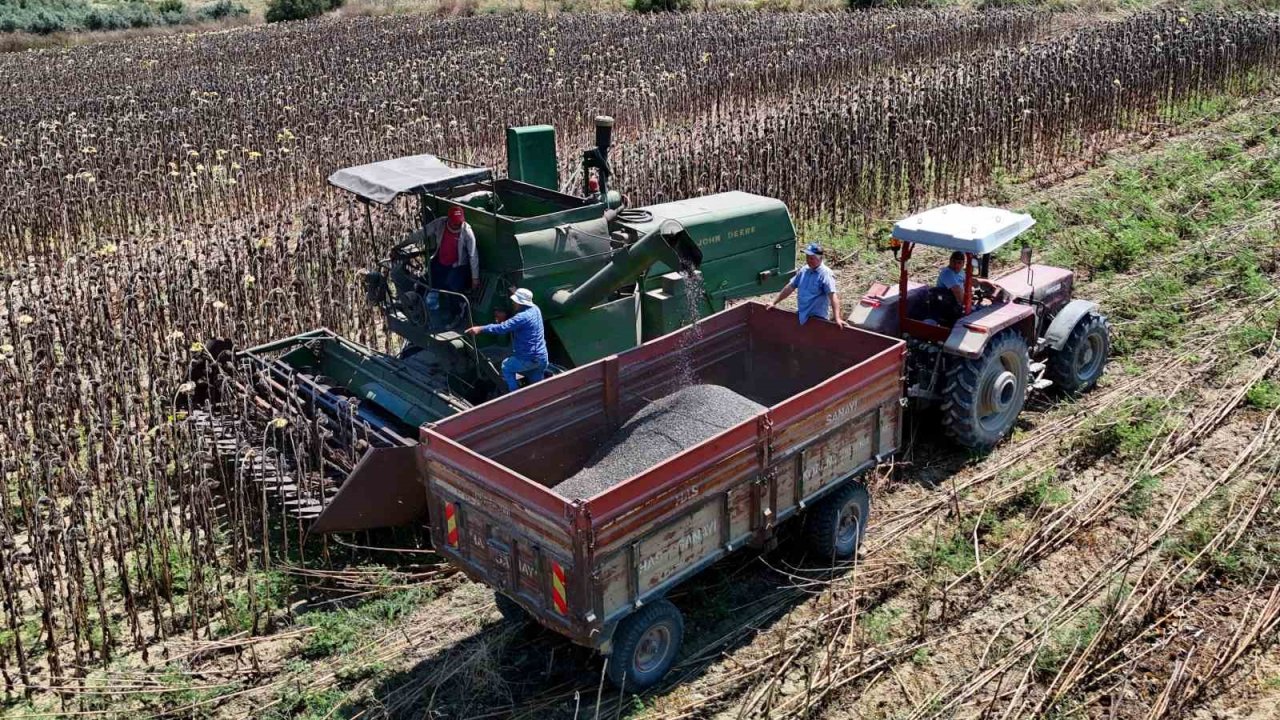 Adana’da yağlık ayçiçeği hasadı başladı: Yüksek rekolte üreticiyi sevindirdi
