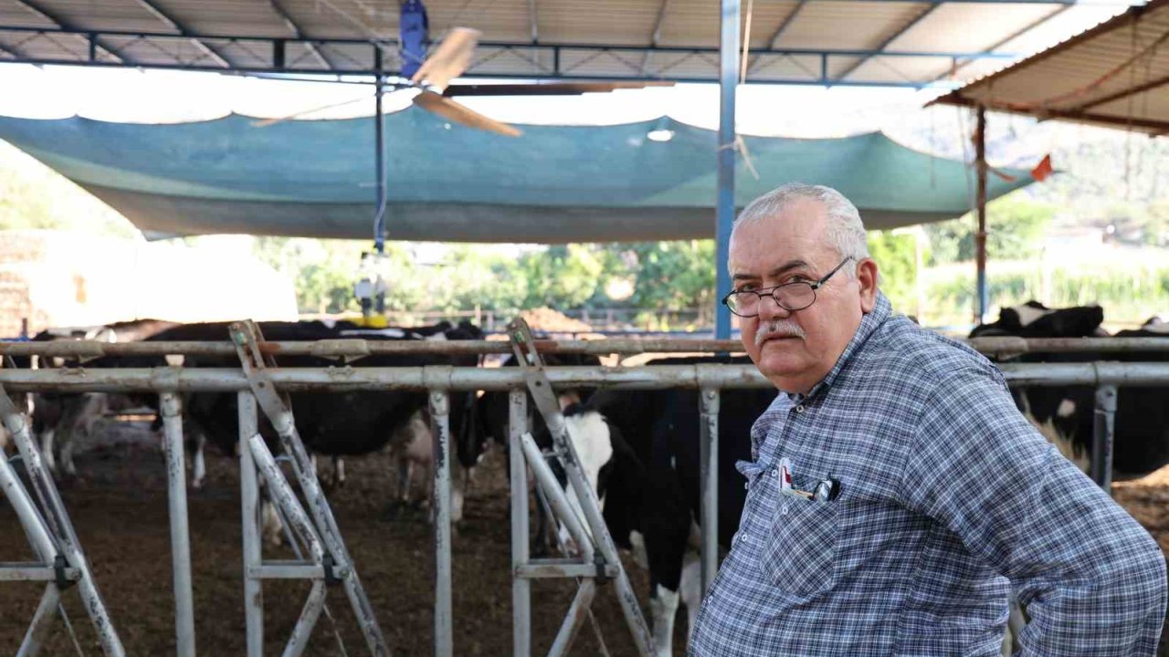 Aydın’da çöl sıcakları inekleri strese soktu; ahırlar vantilatör ile serinletiliyor