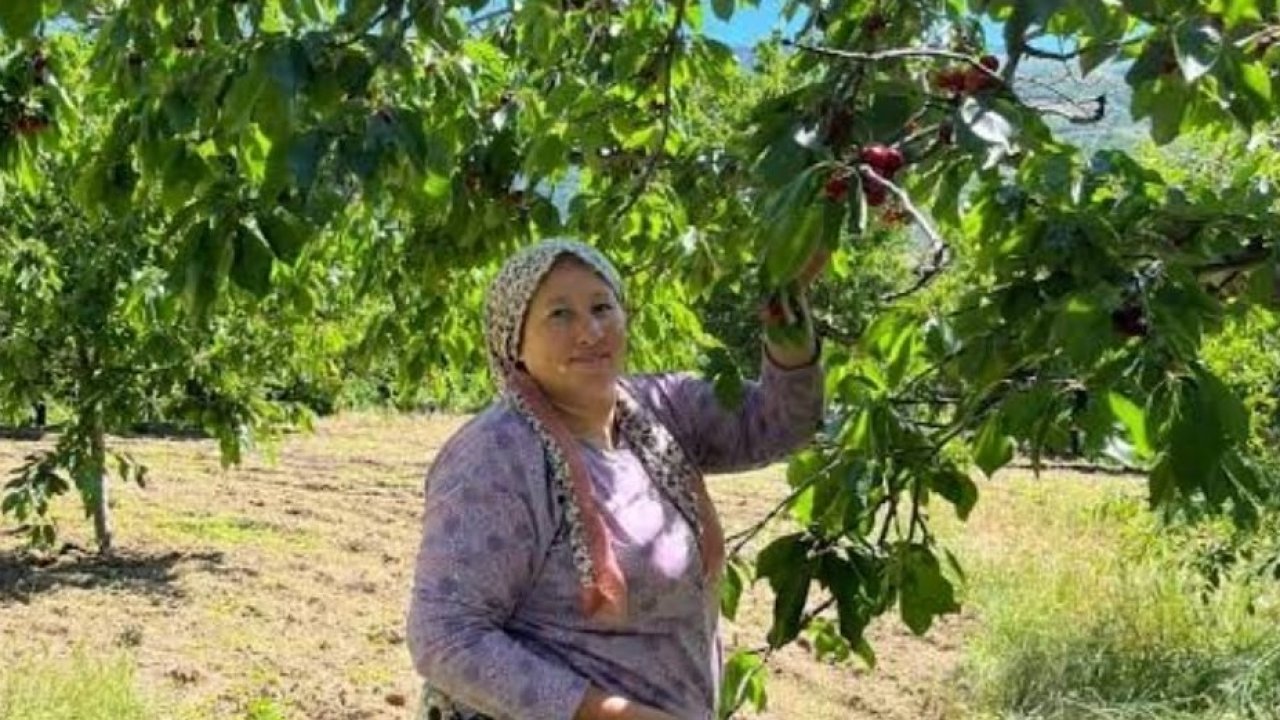 Andırın’da Çığşar kirazında hasat başladı