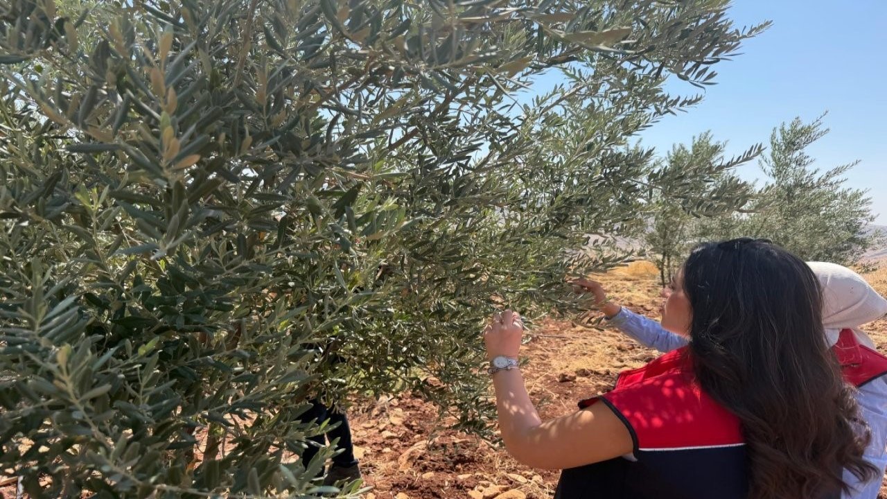 Şırnak’ta zeytin bahçelerinde hasar tespit çalışmaları başlatıldı