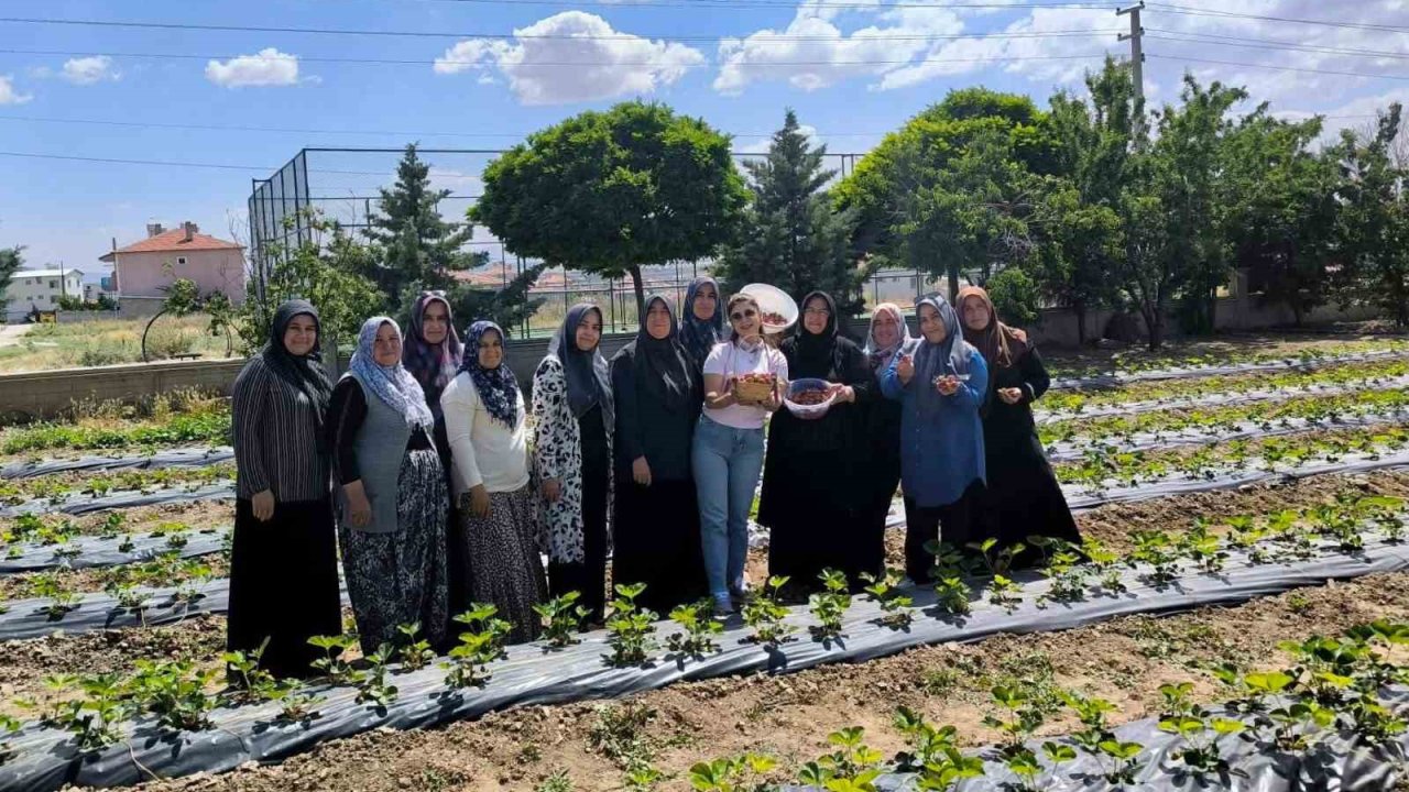 ADEM projesinde ilk çilek hasadı yapıldı