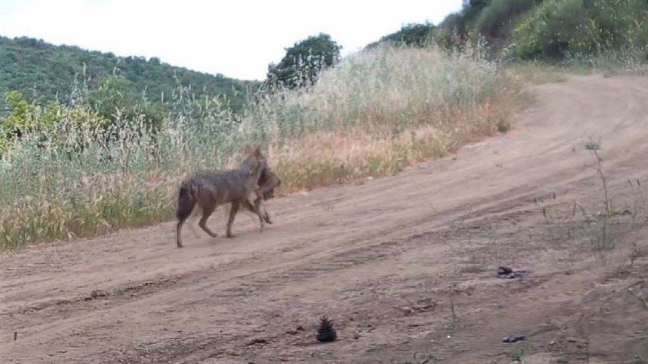Karaca, kurt, porsuk ne ararsan var... Ağzında karaca taşırken görüntülendi