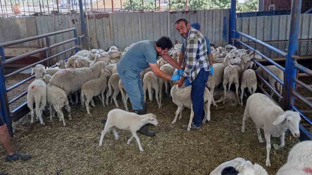 Köşk’te küçükbaş hayvanlar kayıt altına alınıyor