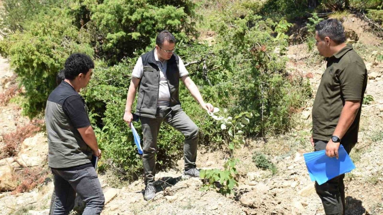 Andırın’da gelir getirici ağaçlandırma çalışmaları sürüyor
