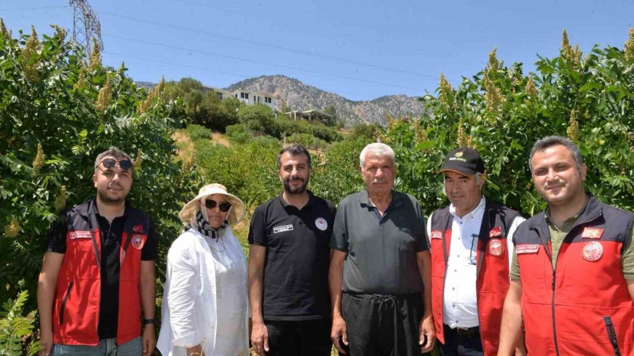 Kahramanmaraş’ta 22 bin sumak fidanı verime geçti