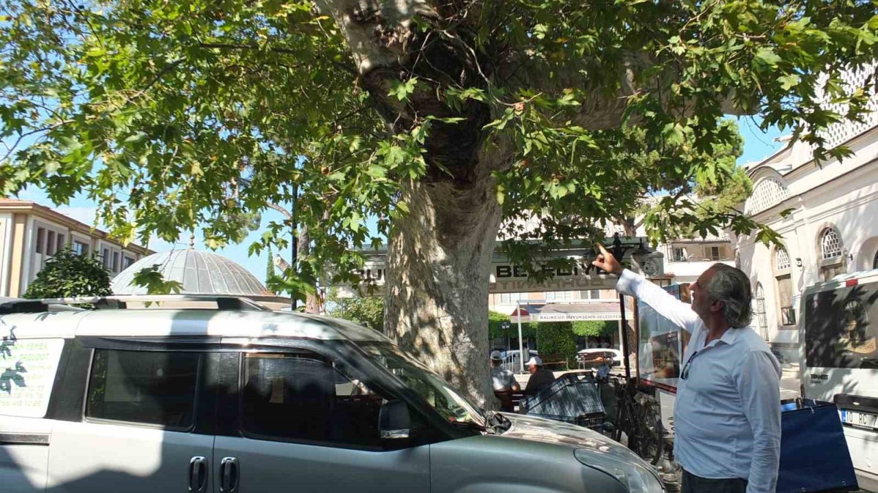 Burhaniye’de tarihi çınar ağacı ilgi bekliyor