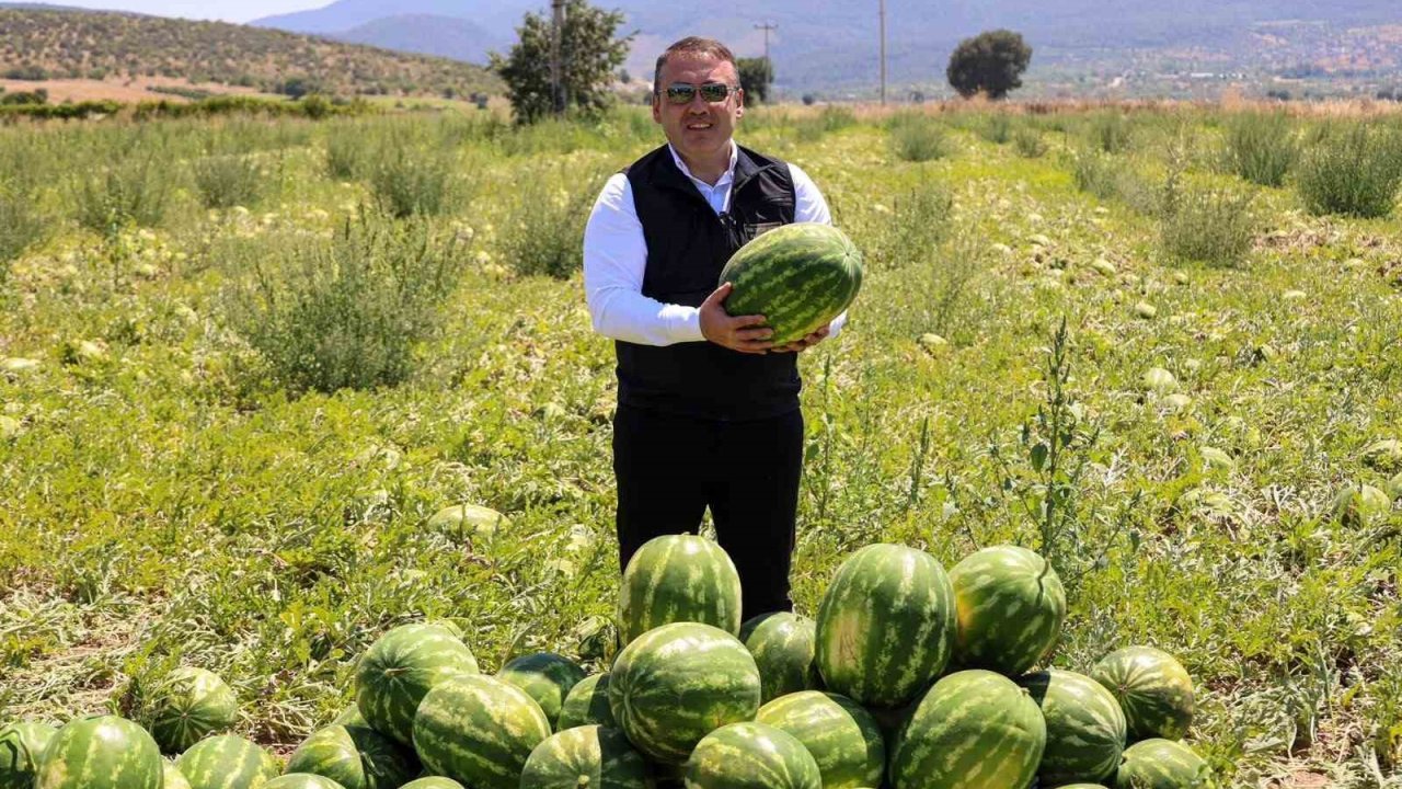 Bilecik’te 62 bin tonluk karpuz hasadı bekleniyor