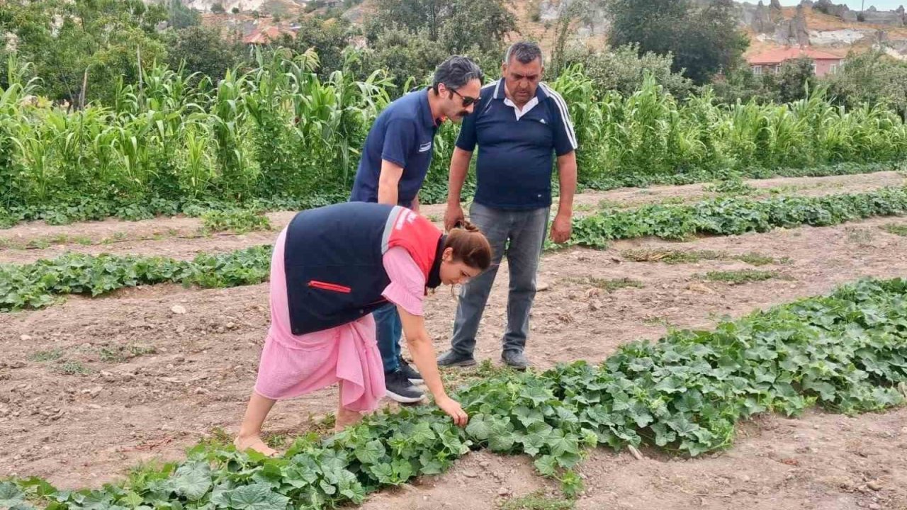 Barbunya ve kornişon salatalık da hastalık ve zararlı denetimi