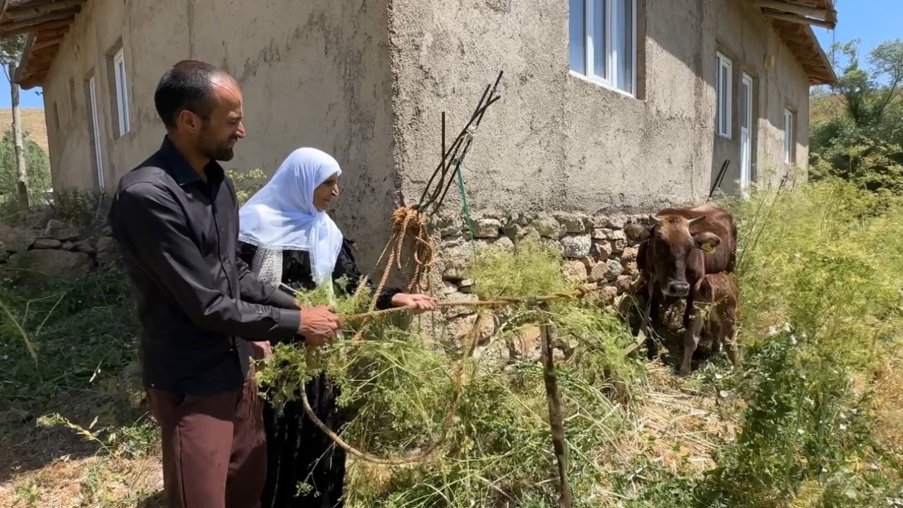 Bir ineği telef oldu, 7 inek, 5 buzağı sahibi oldu