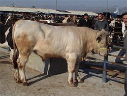 Kars Hayvan Pazarı Kapatıldı