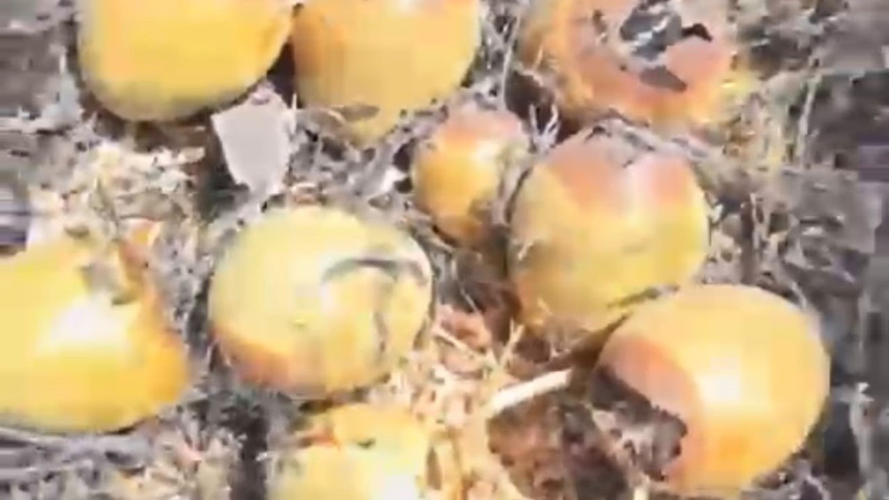 Otluk alanda çıkan yangın kuş yuvalarına zarar verdi