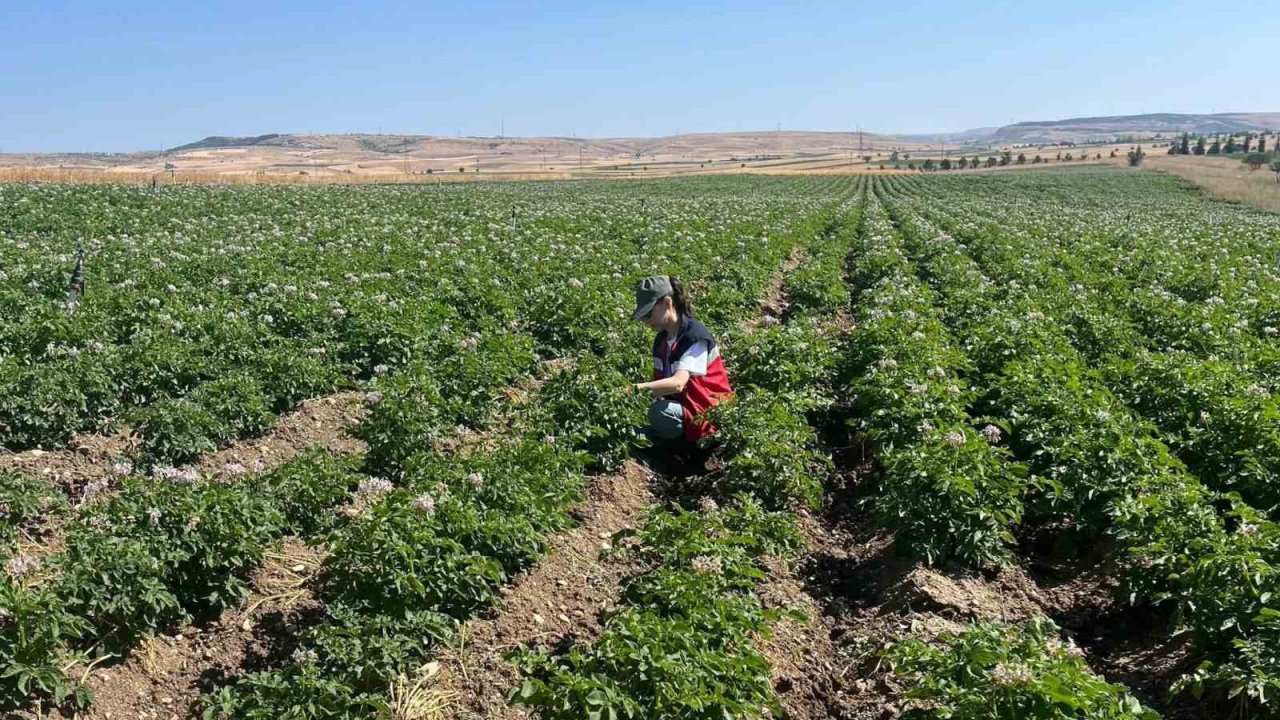 Kütahya’da patates tarlalarında bitki pasaportu denetimleri başladı