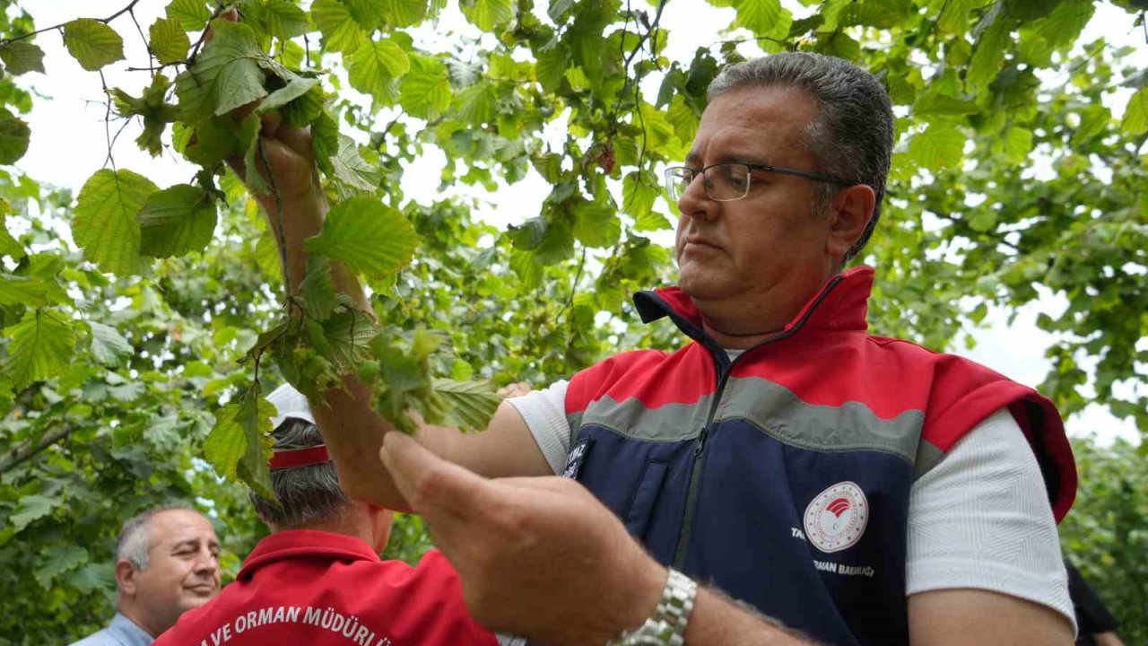 Samsun’da fındık rekolte tahmini çalışmaları tamamlandı