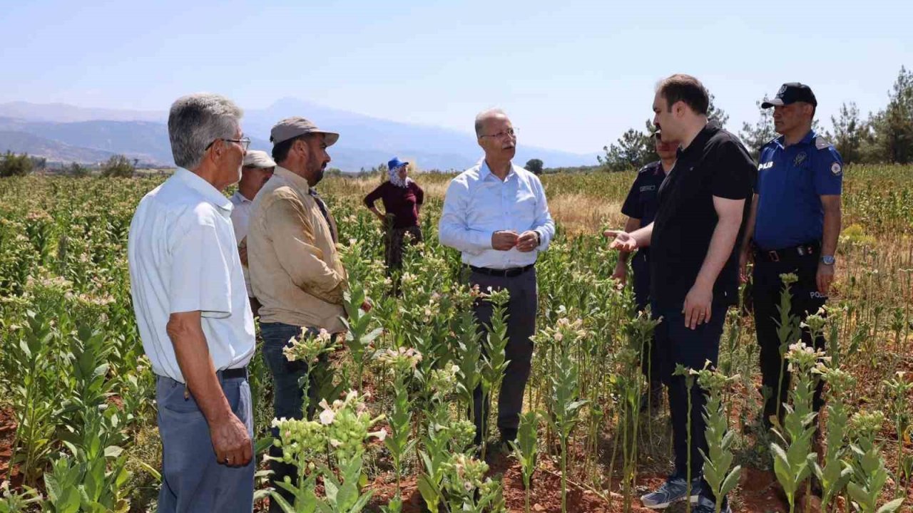 Karacasu Kaymakamı Battal tütün üreticileriyle hasat mesaisine katıldı