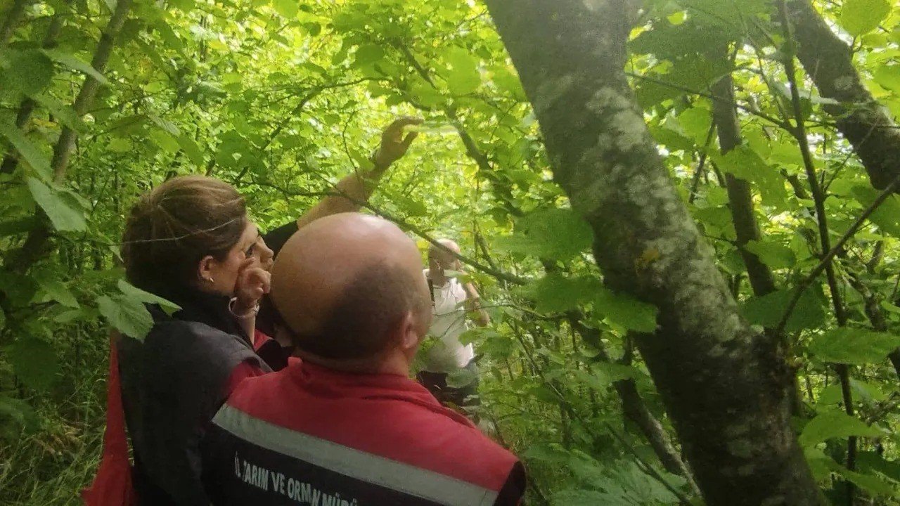 Sinop’ta kahverengi kokarcayla biyolojik mücadele