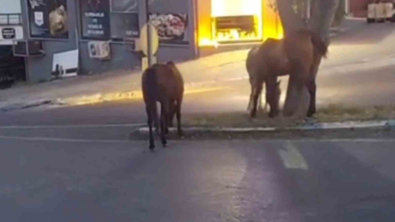 Atlar şehir merkezinde otlanırken görüntülendi