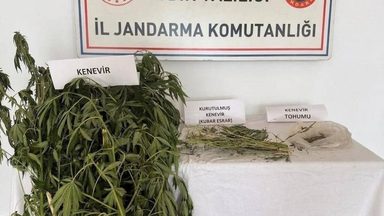 Efeler’de kenevir operasyonu