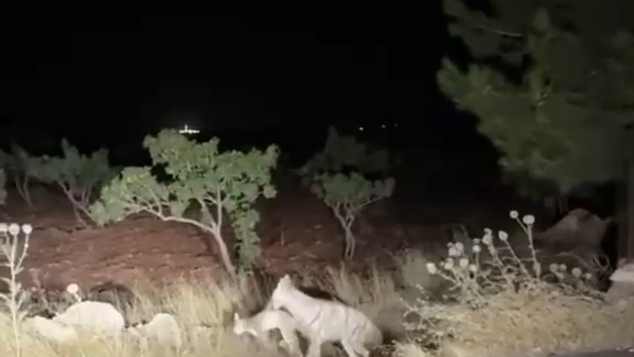 Sırtlanın avını bütün halinde taşıması kameraya yansıdı