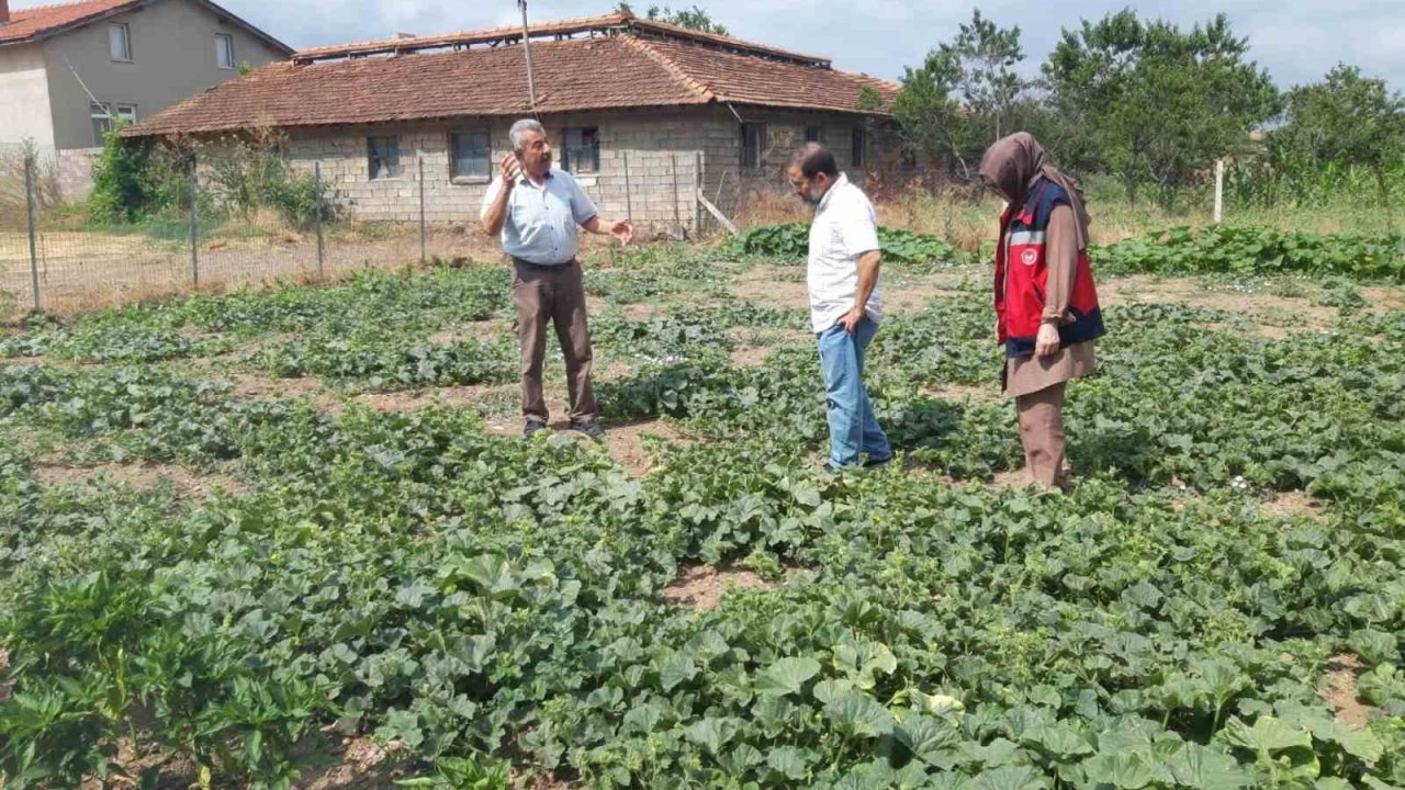 Tavşanlı’da tarım arazileri ve seralarda hastalık kontrolleri sürüyor