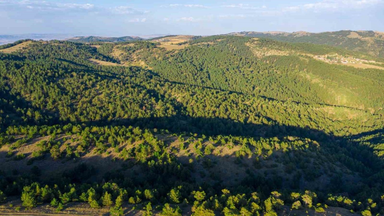 Sivas’ta ormanlık alanlara giriş yasaklandı
