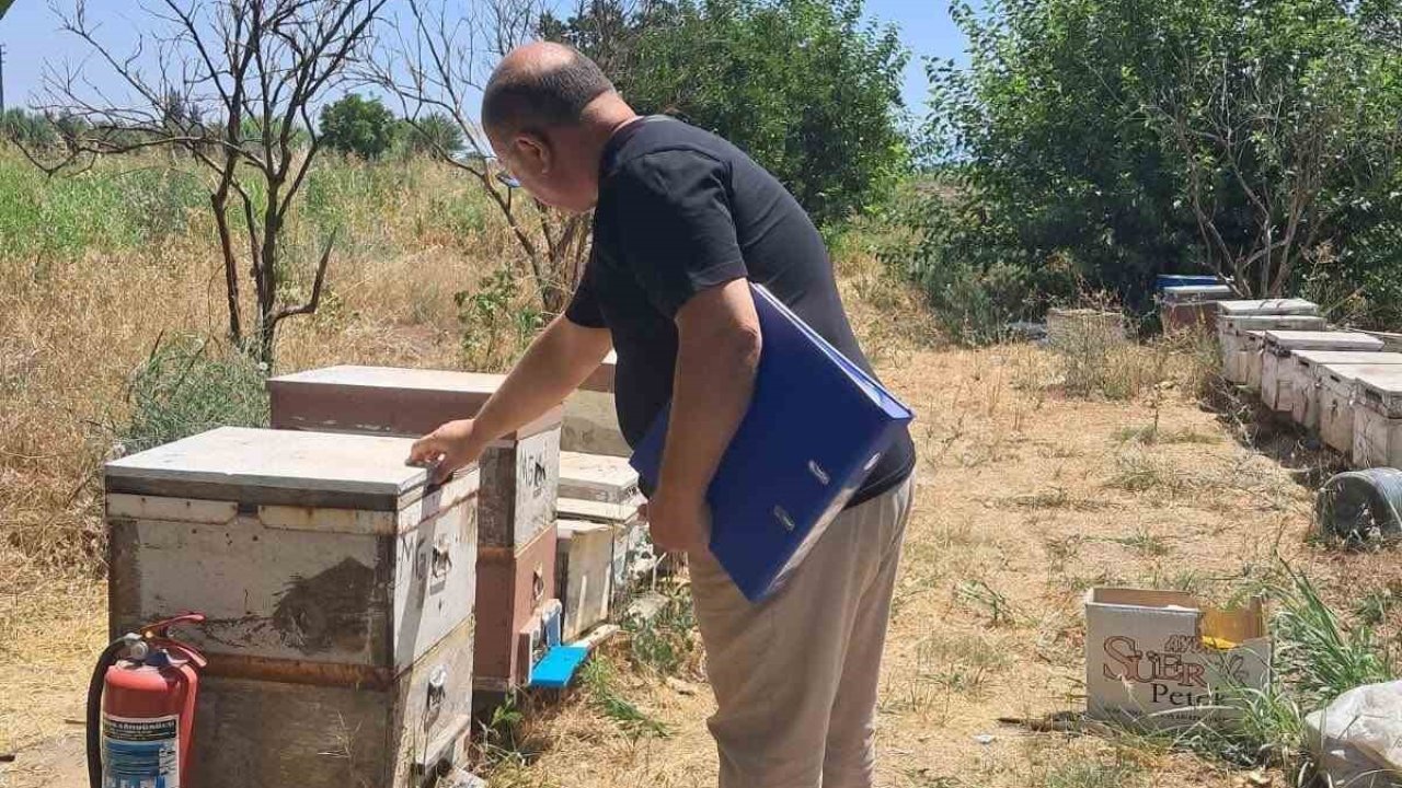 Köşk’te arılı kovan tespit çalışmaları sürüyor