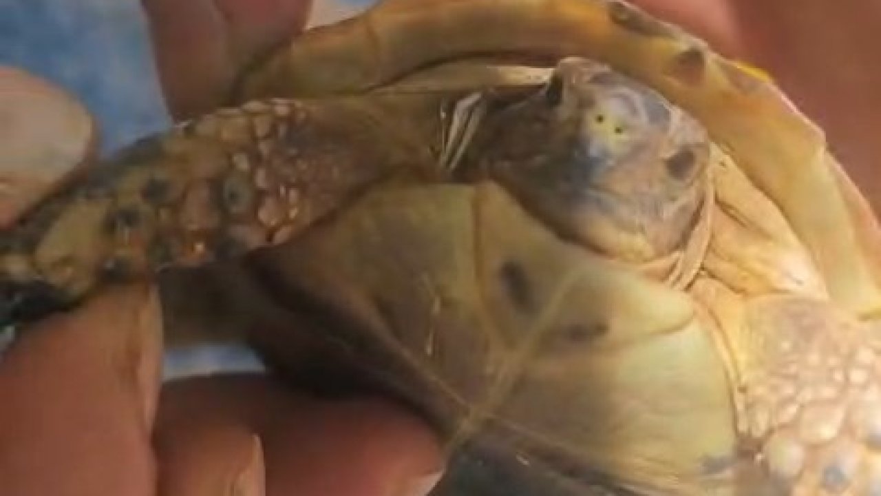 Tarlada boyun kısmına diken batan yavru kaplumbağaya şefkat eli