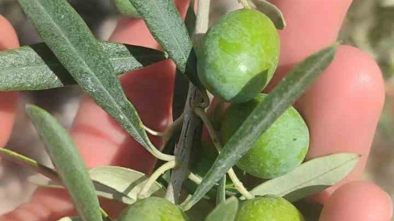 Didim’de zeytin üreticilerine sinek uyarısı