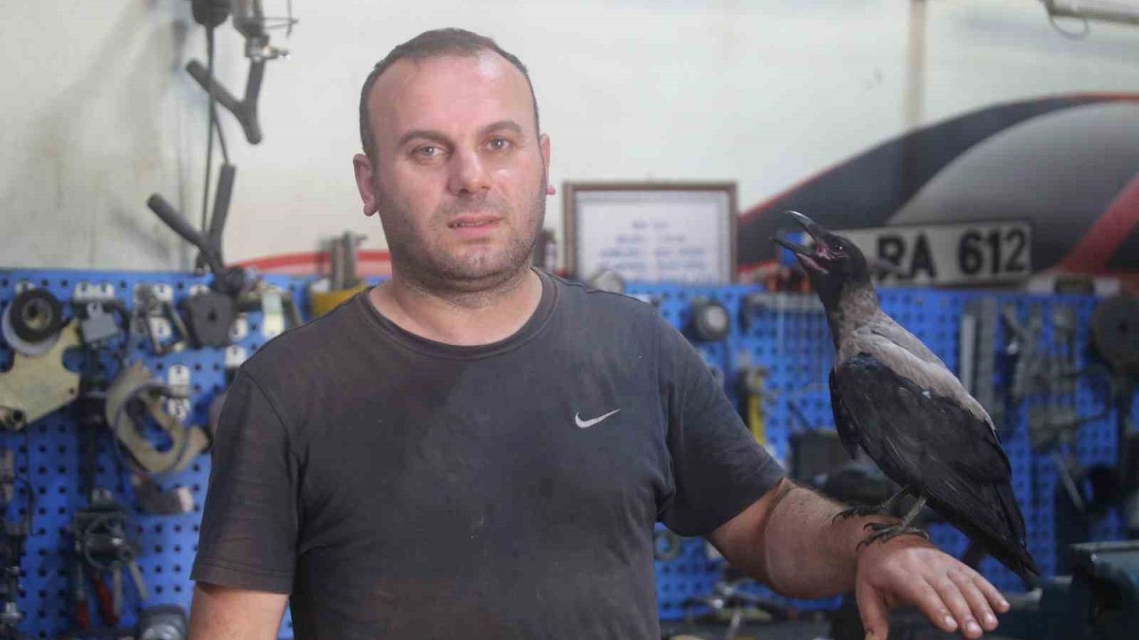 Karga ile tamircinin sıradışı dostluğu...Tamirhanede birlikte çalışıyorlar