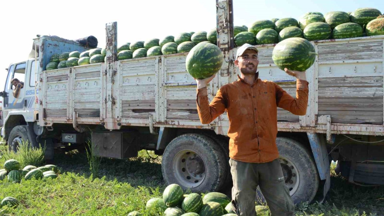 Mevsimlik işçilerin karpuz mesaisi