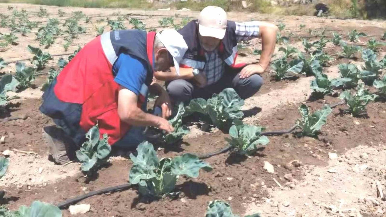 Kütahya’da karnabahar ve çörekotu üretimi denetlendi