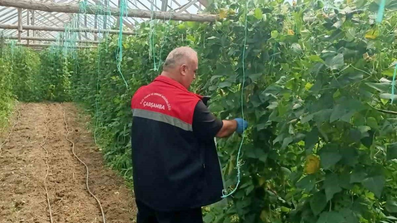 Çarşamba’da hasat öncesi pestisit denetimleri sürüyor