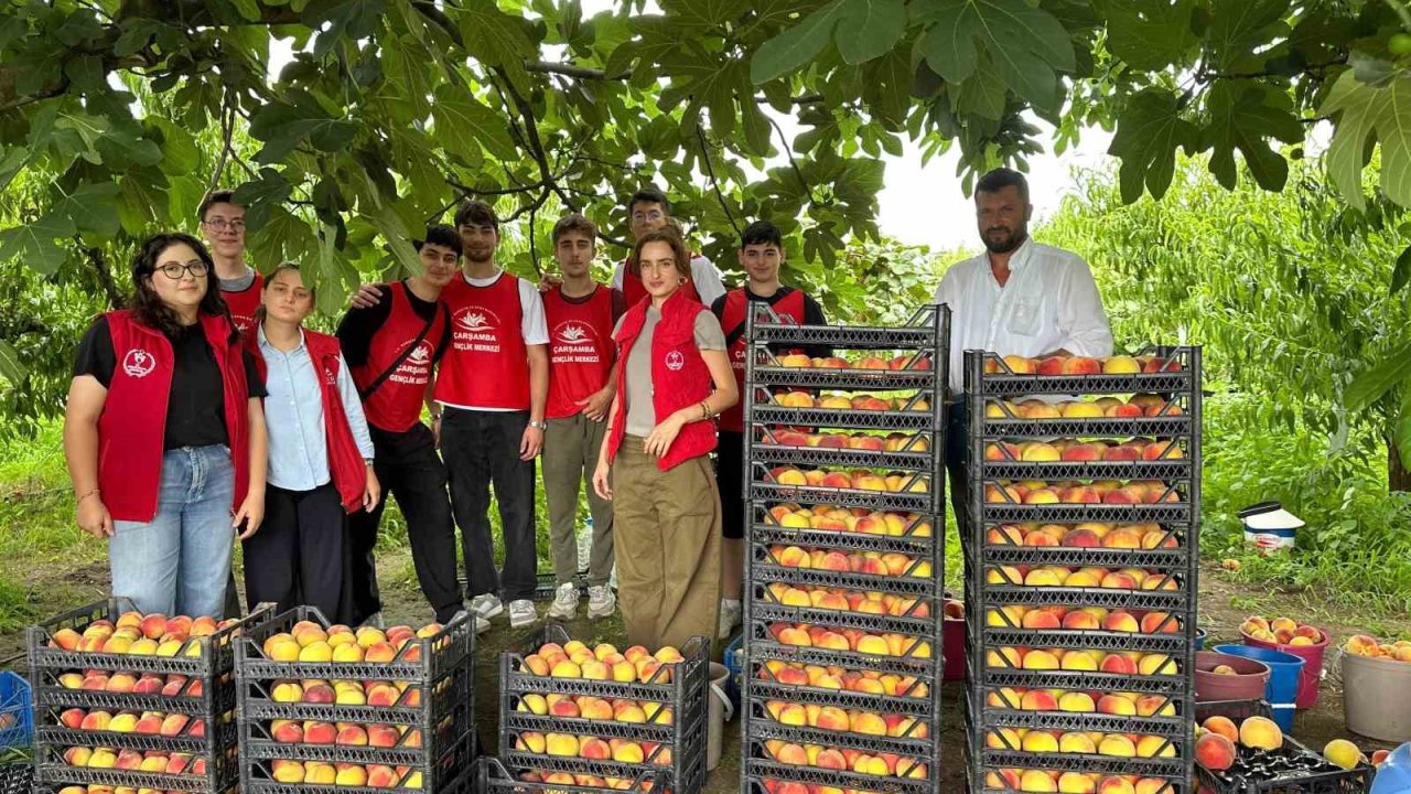 Çarşamba’da ‘Gönüllü Hasat Etkinliği’