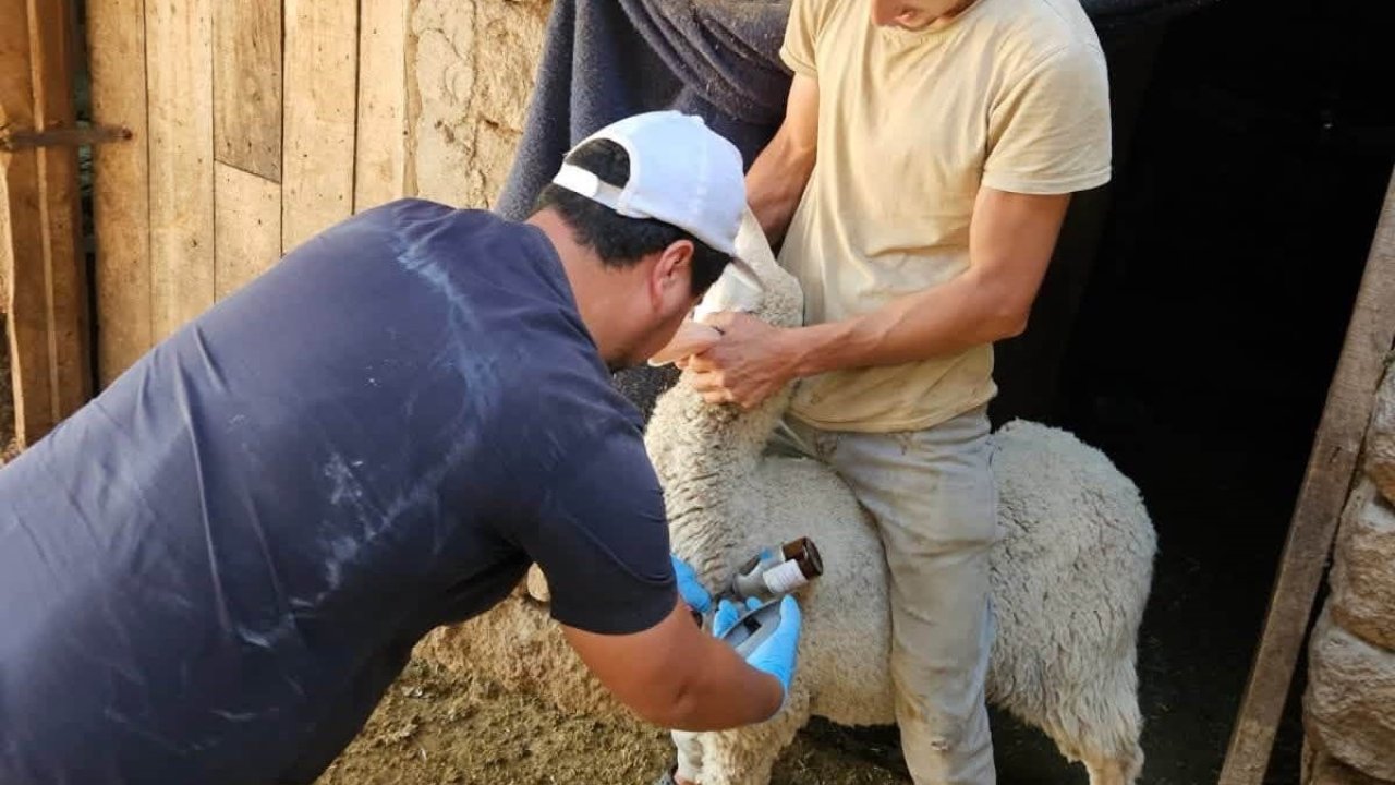 Emet ve Domaniç’te küçükbaş hayvanlara aşılama ve kimliklendirme çalışmaları devam ediyor