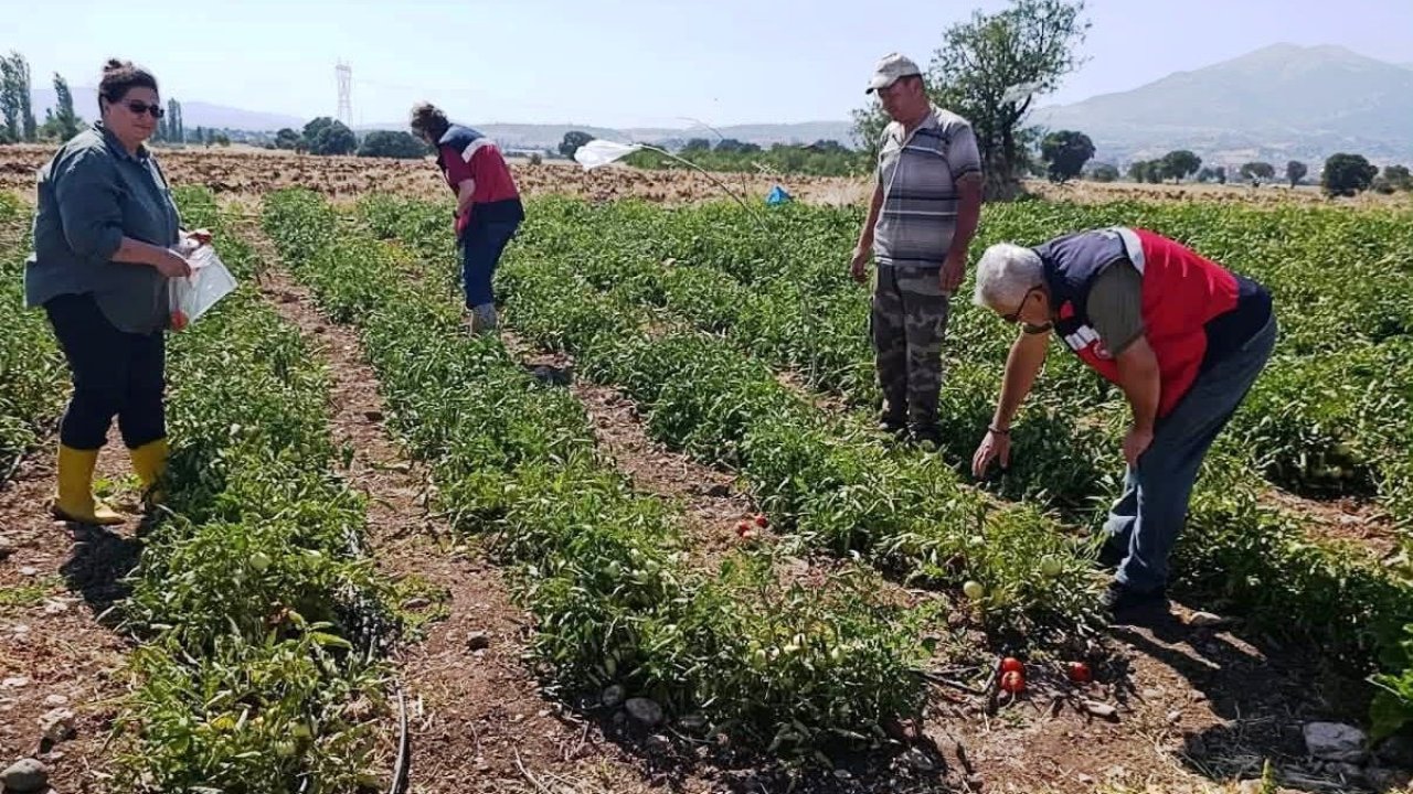 Gediz’de hasat öncesi domateslerde gıda güvenliği denetimi