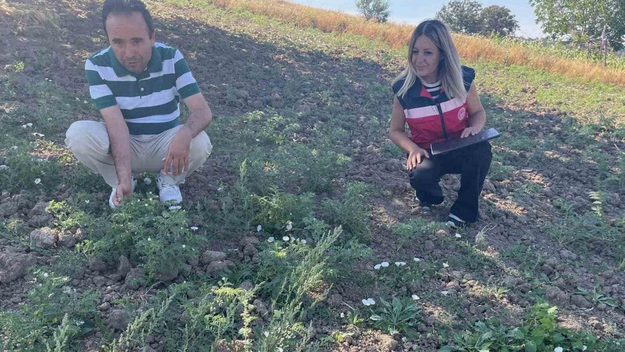 Simav’da TAKE Projesi kapsamındaki nohut üretimi yerinde incelendi