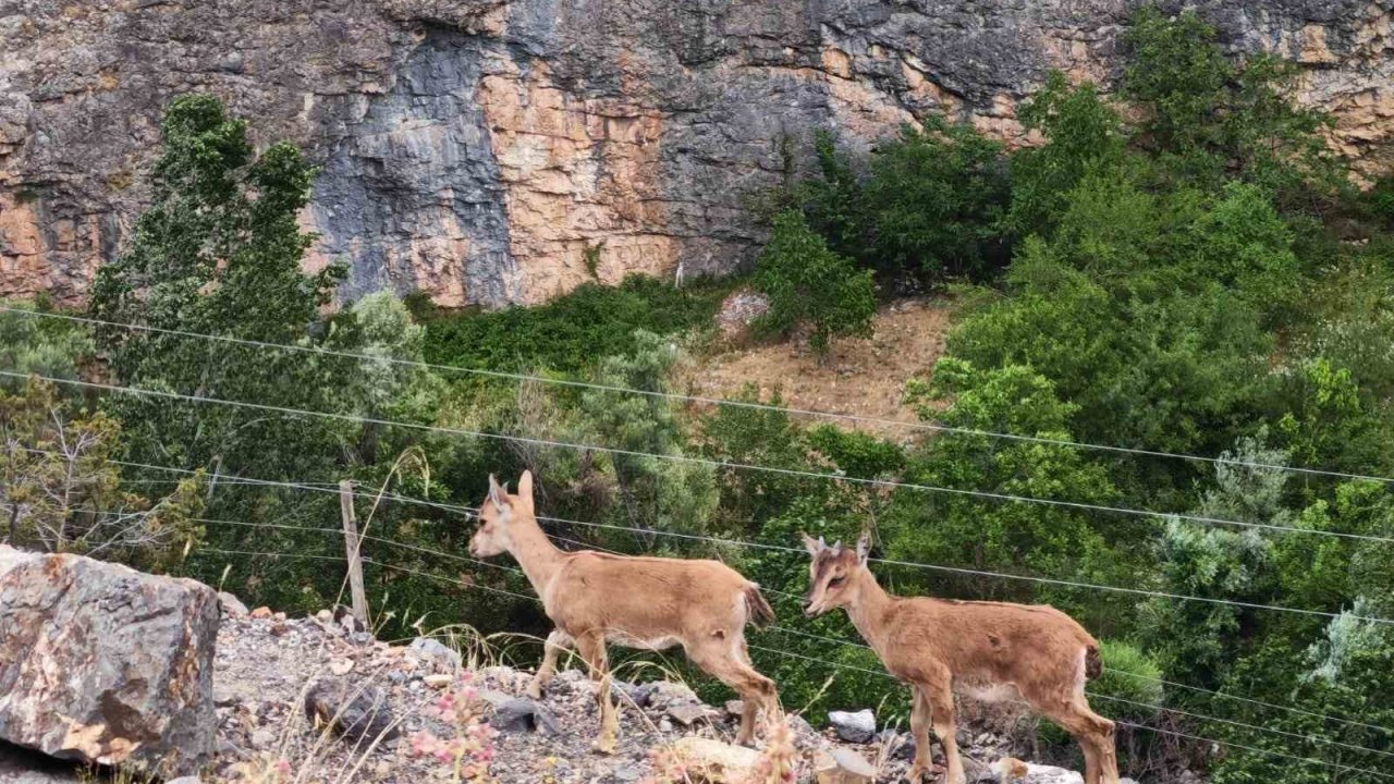 Yerinde duramayan yavru yaban keçilerinin kayalar üzerindeki oyunu kamerada